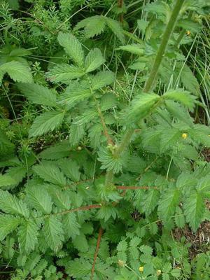 Agrimony